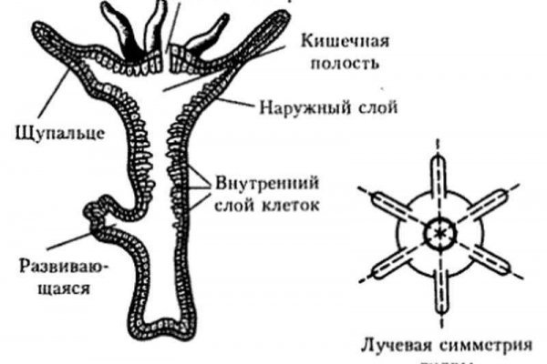 Почему не закрыт сайт кракен